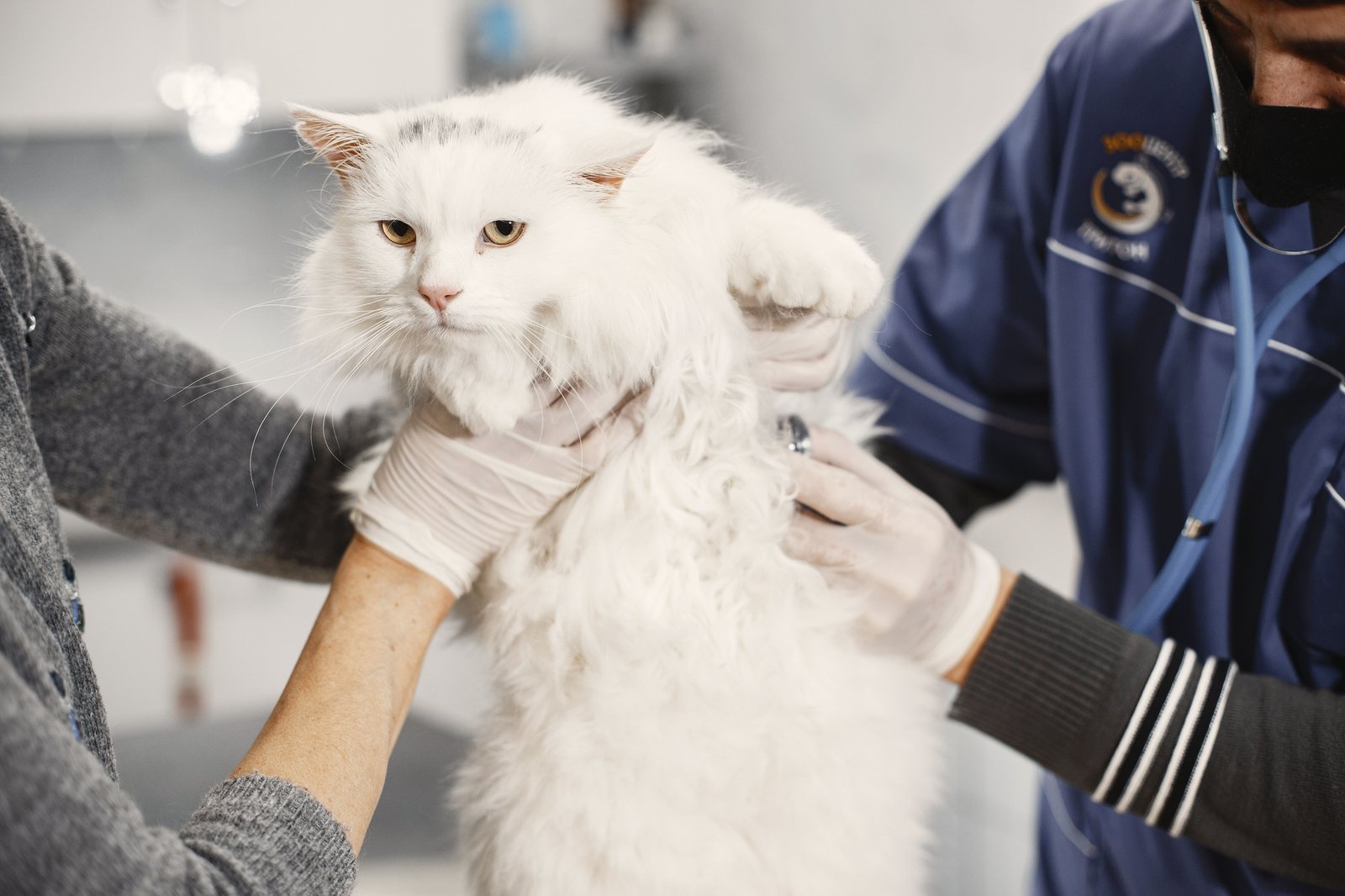 نظام VetCare لإدارة العيادات البيطرية